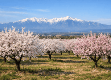 Amandiers en fleurs dans la plaine du Roussillon au printemps.